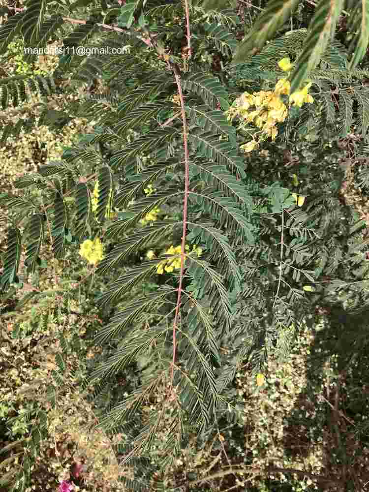 Caesalpinia decapetala