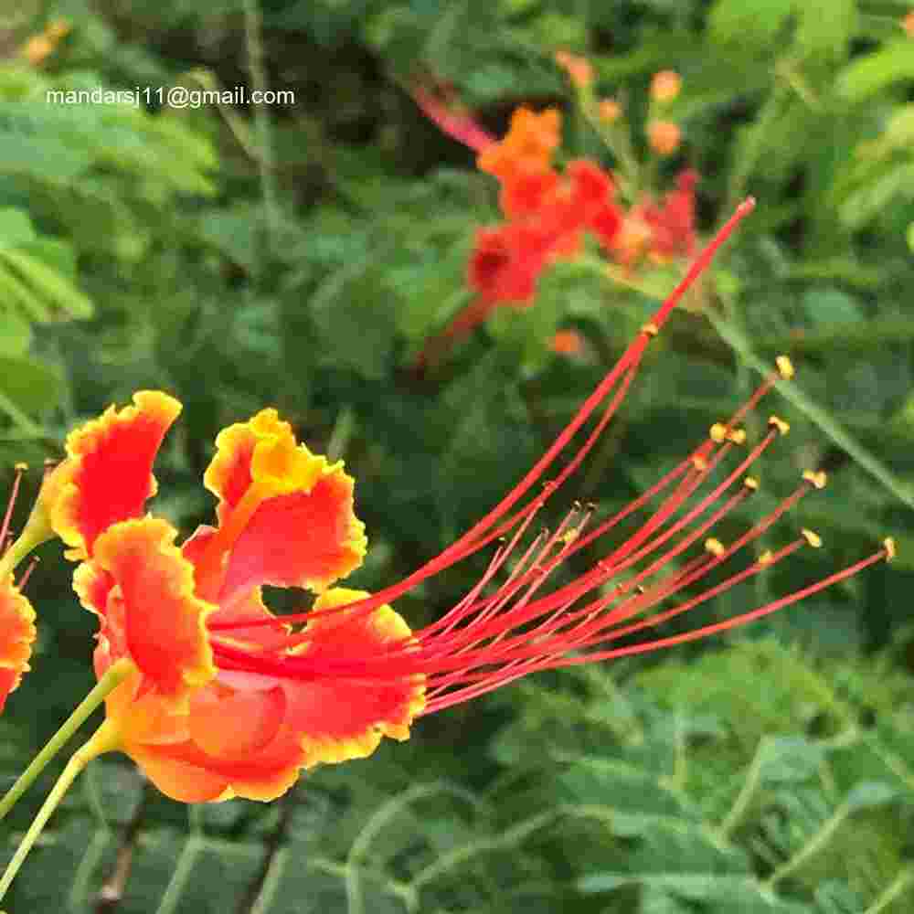 Caesalpinia pulcherrima