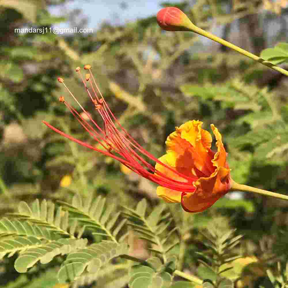 Caesalpinia pulcherrima