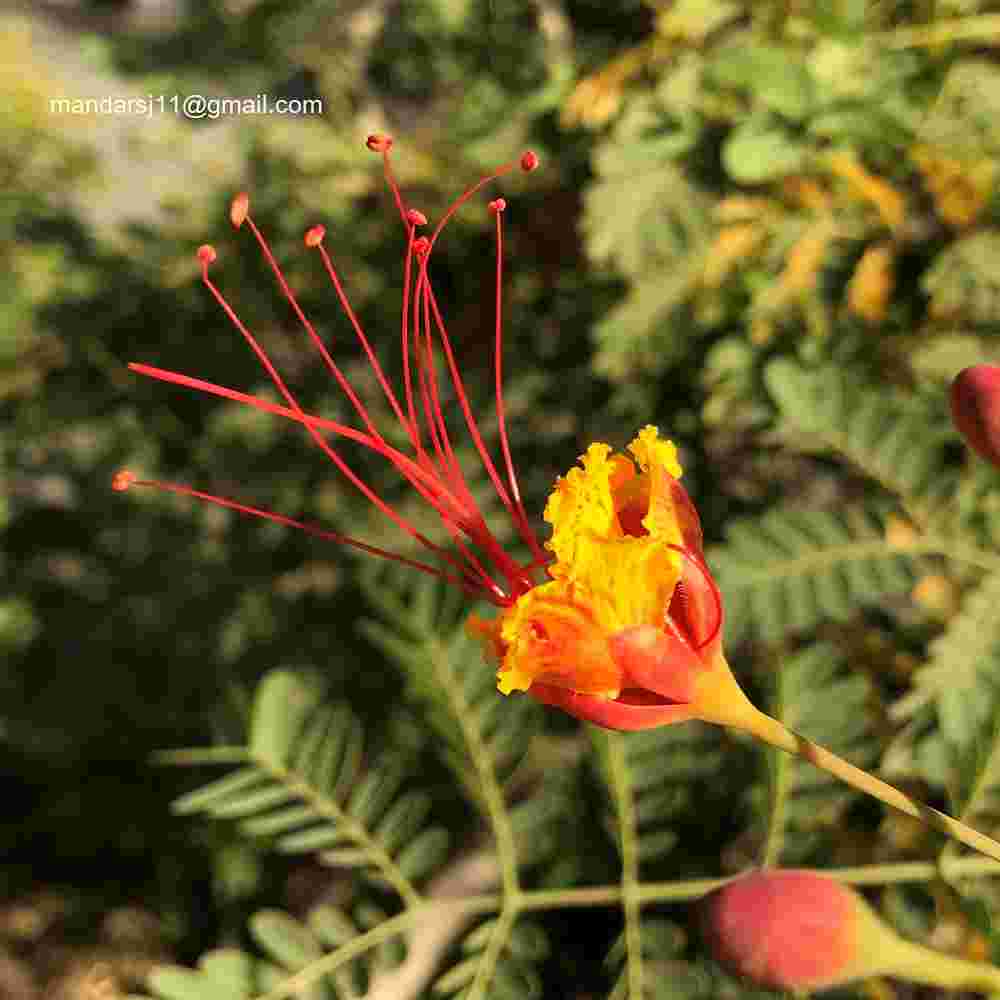 Caesalpinia pulcherrima