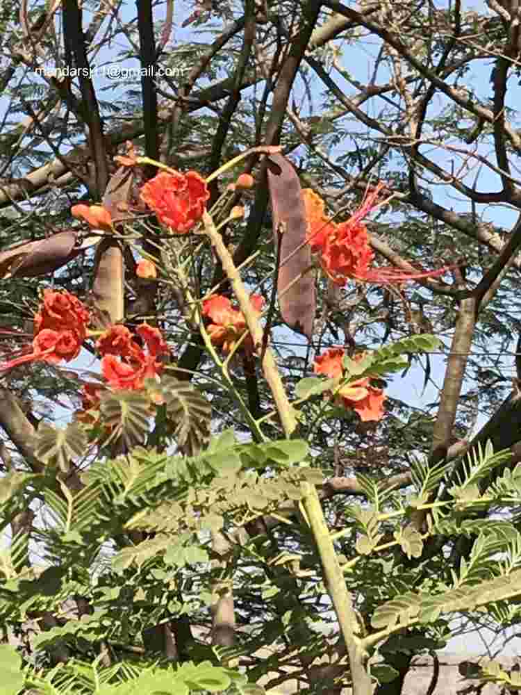 Caesalpinia pulcherrima