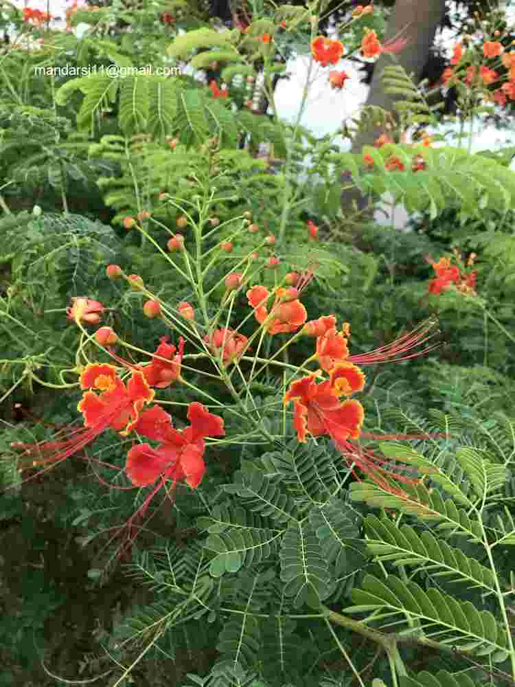 Caesalpinia pulcherrima