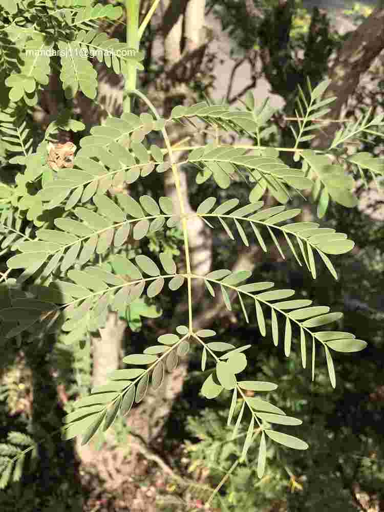 Caesalpinia pulcherrima