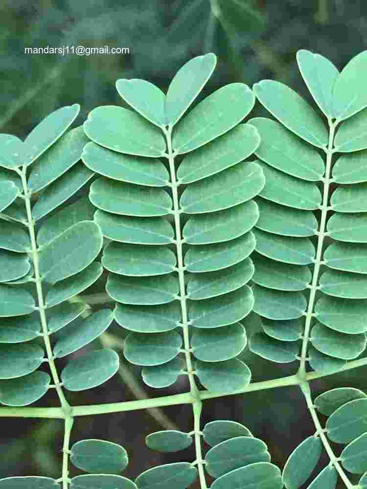 Caesalpinia pulcherrima