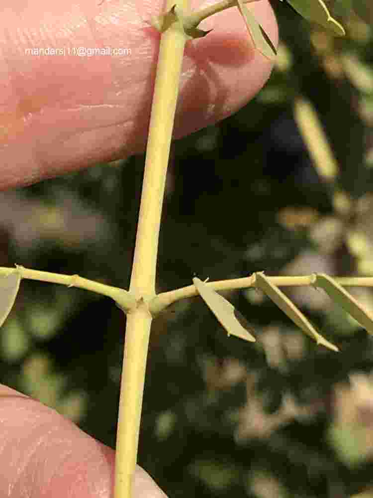 Caesalpinia pulcherrima