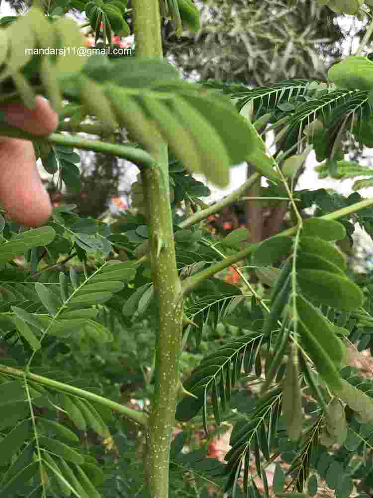 Caesalpinia pulcherrima