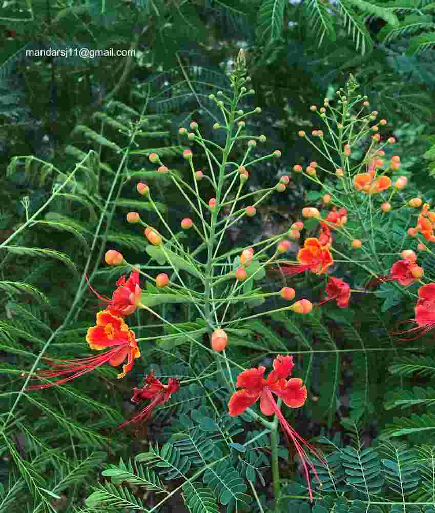 Caesalpinia pulcherrima