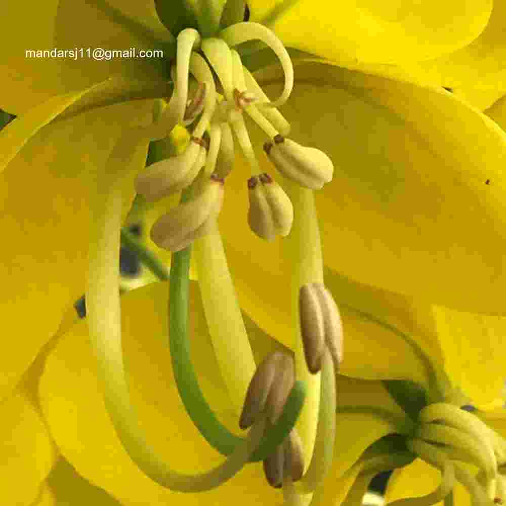 Cassia fistula