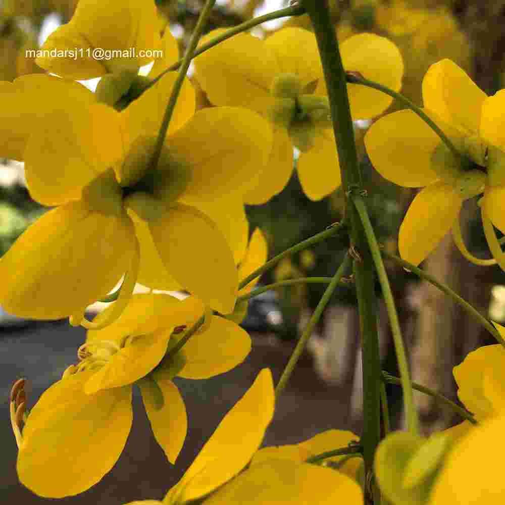 Cassia fistula