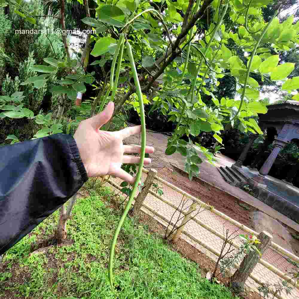 Cassia fistula