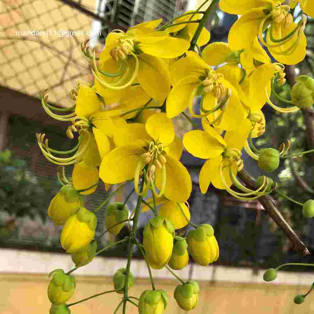 Cassia fistula