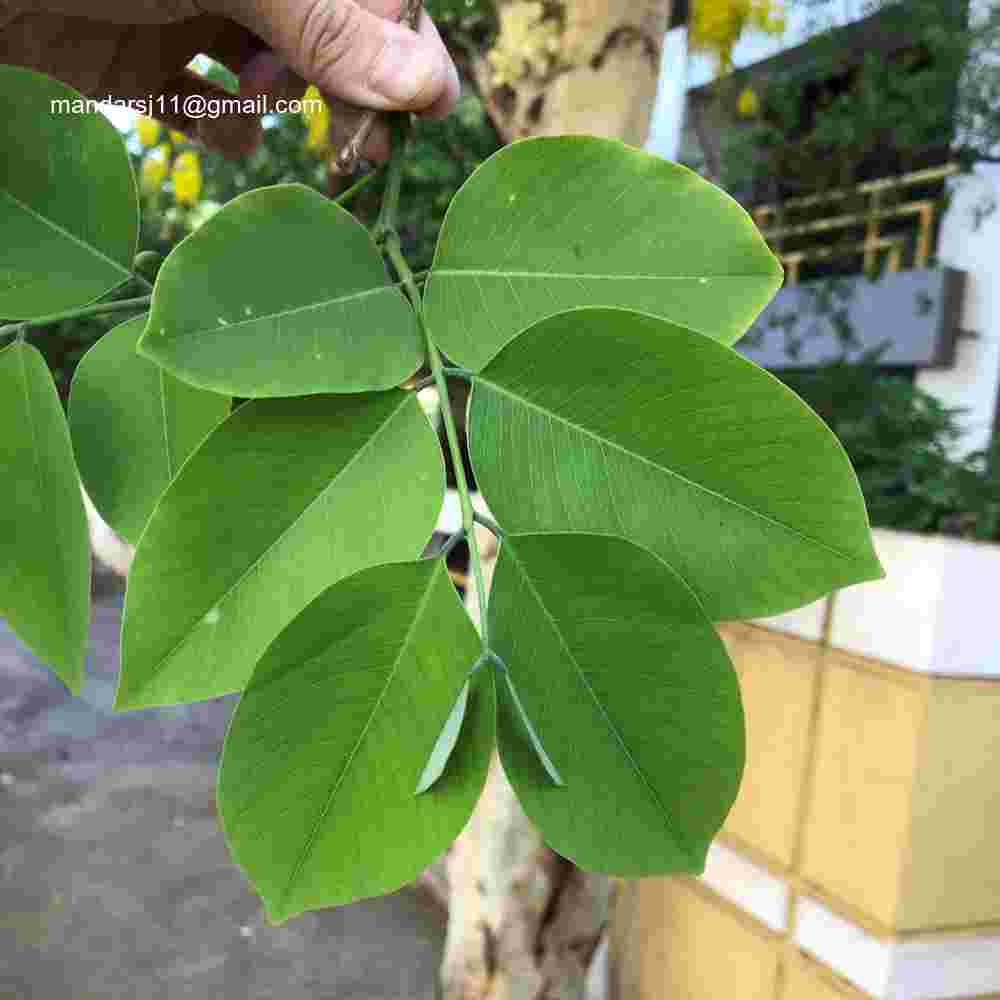 Cassia fistula