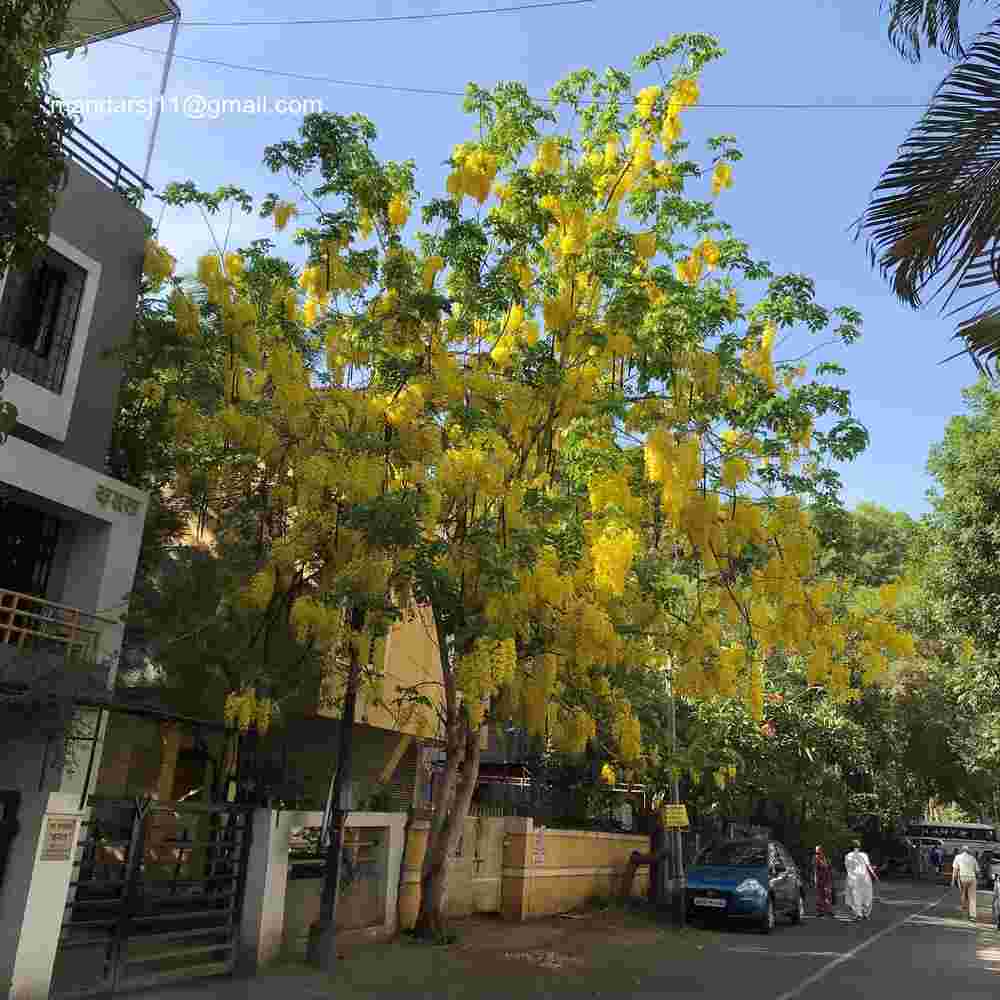 Cassia fistula