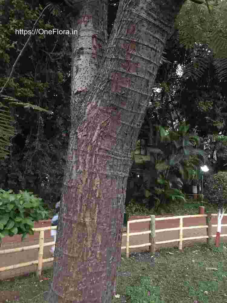 Colvillea racemosa