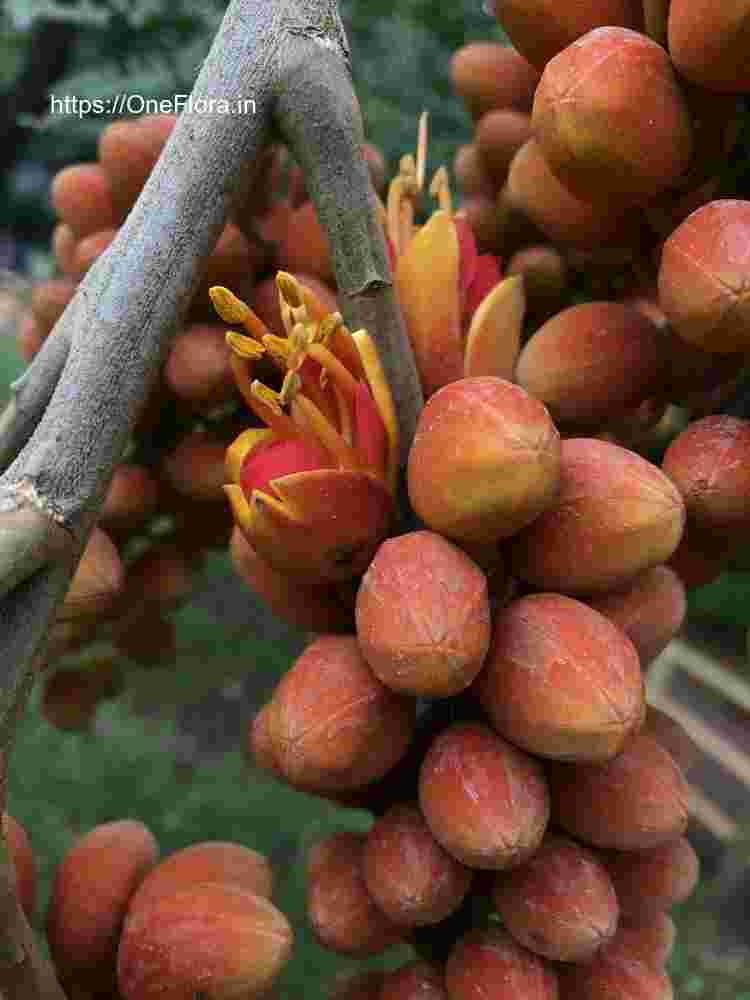 Colvillea racemosa