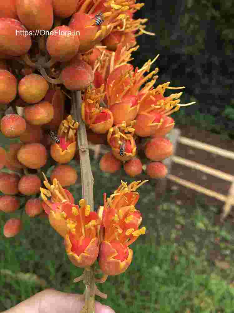 Colvillea racemosa