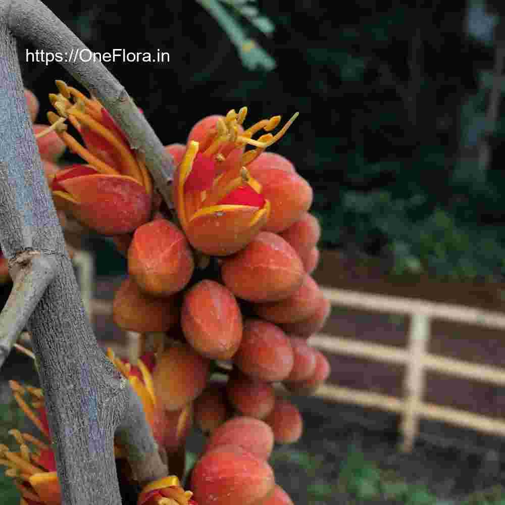 Colvillea racemosa