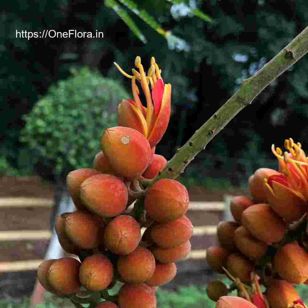 Colvillea racemosa