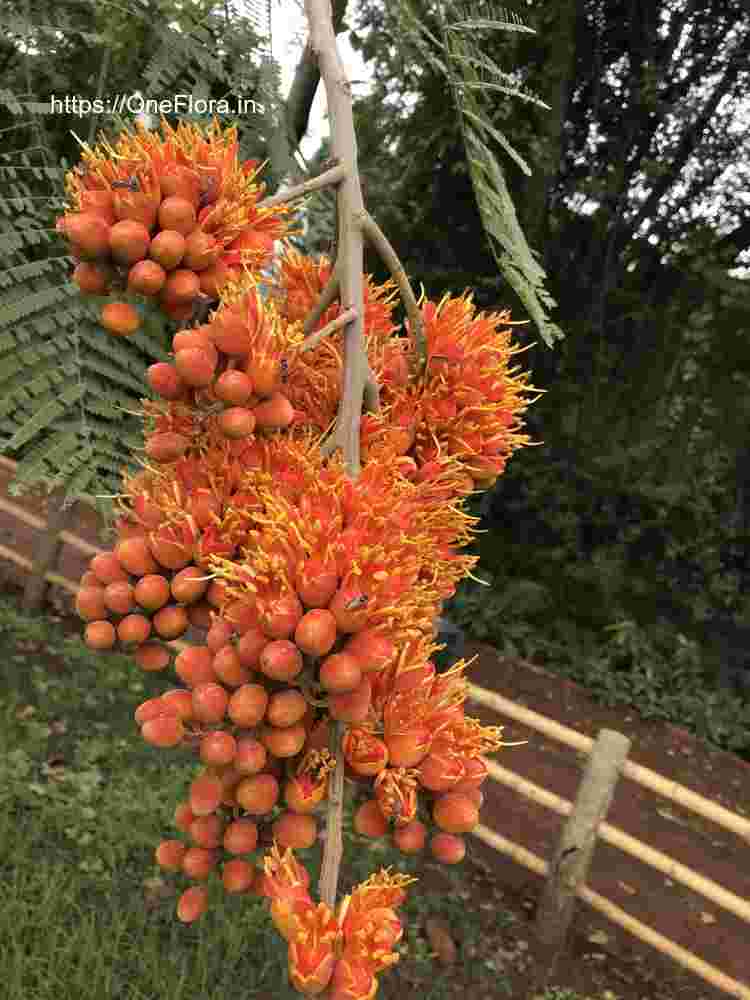 Colvillea racemosa