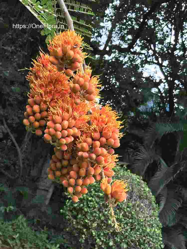 Colvillea racemosa