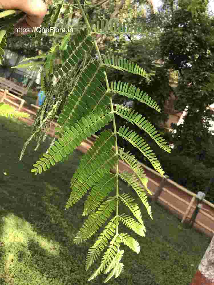 Colvillea racemosa