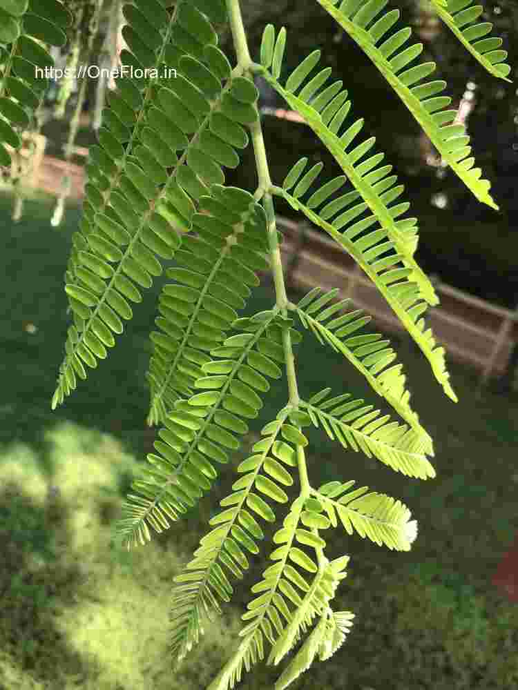 Colvillea racemosa