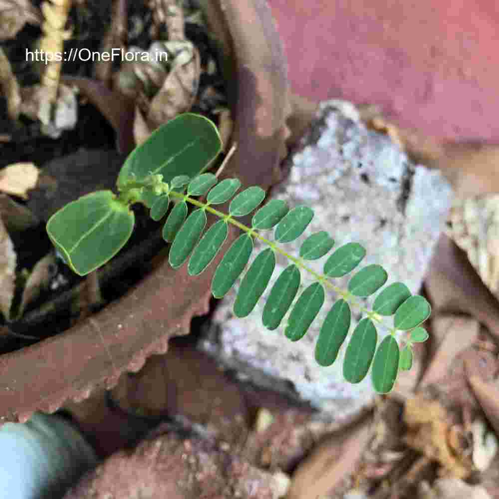 Colvillea racemosa