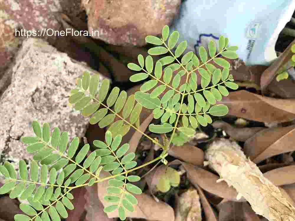 Colvillea racemosa