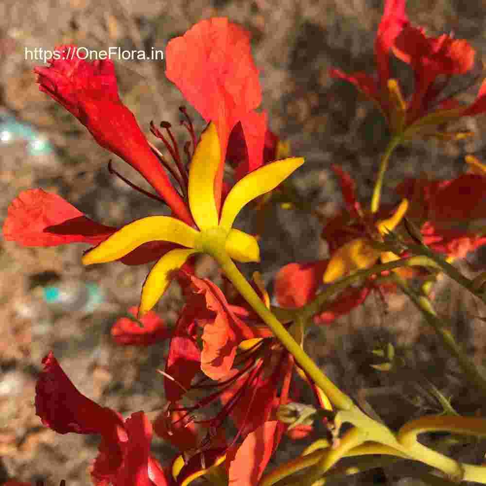 Delonix regia