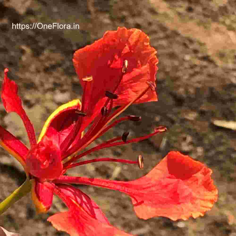 Delonix regia