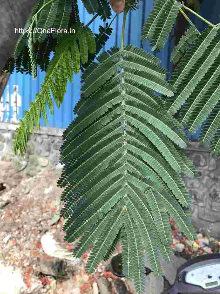 Delonix regia