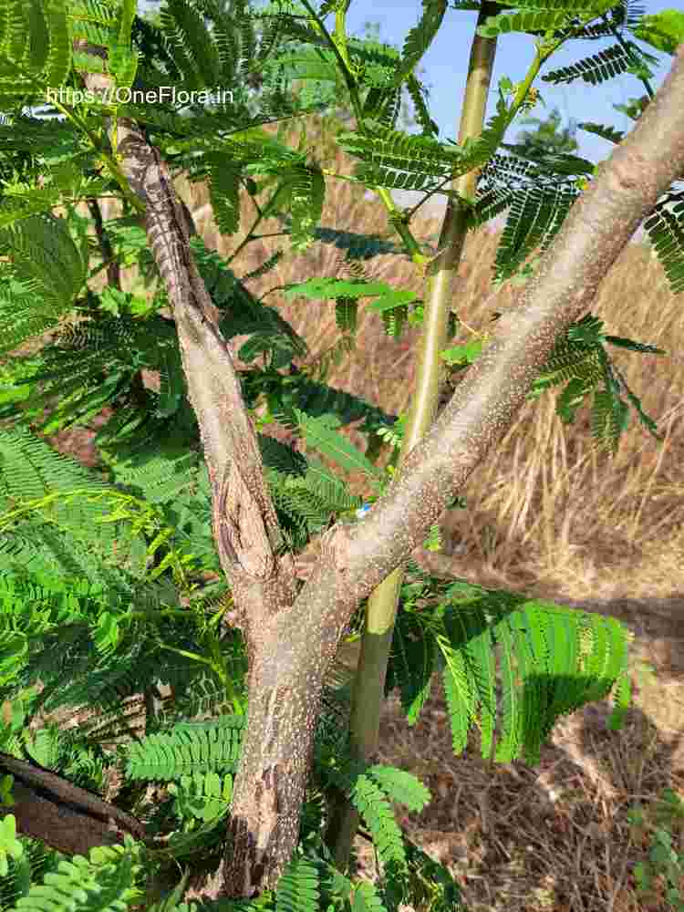 Delonix regia