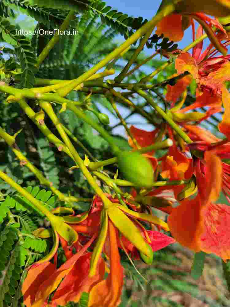 Delonix regia