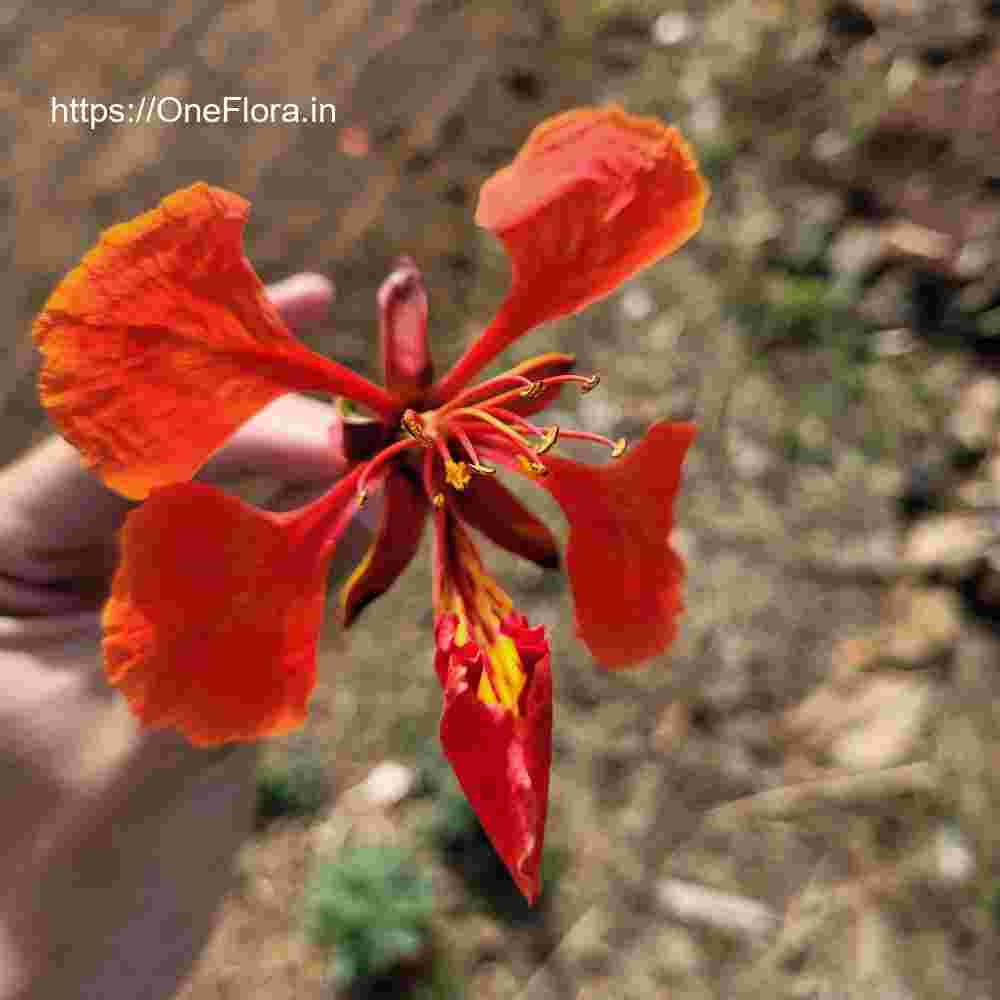 Delonix regia