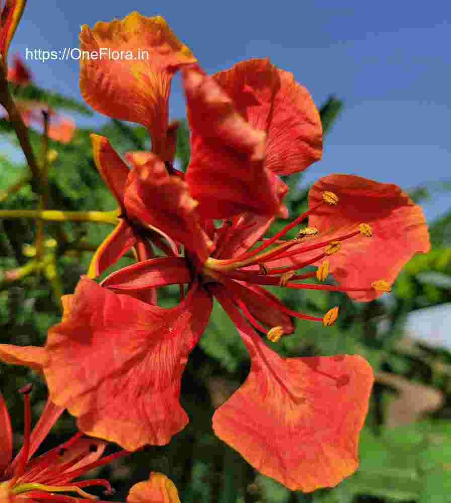 Delonix regia