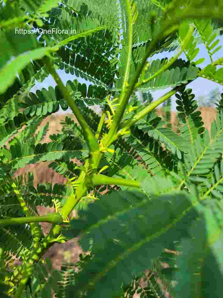 Delonix regia