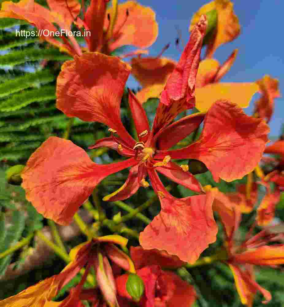 Delonix regia