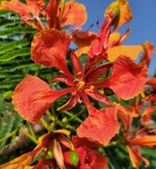 Delonix regia