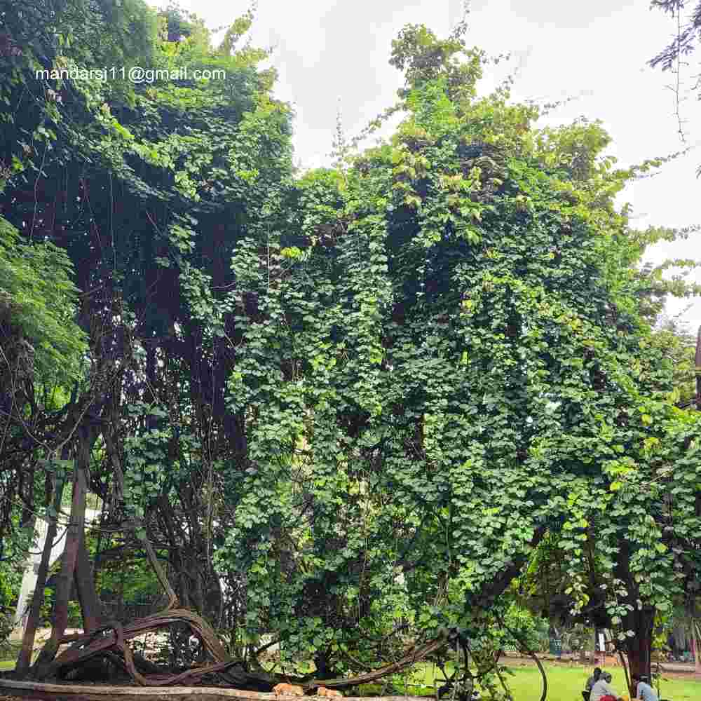 Phanera vahlii