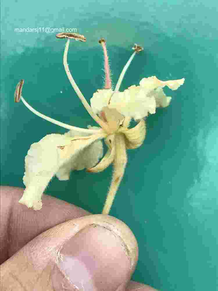 Phanera vahlii
