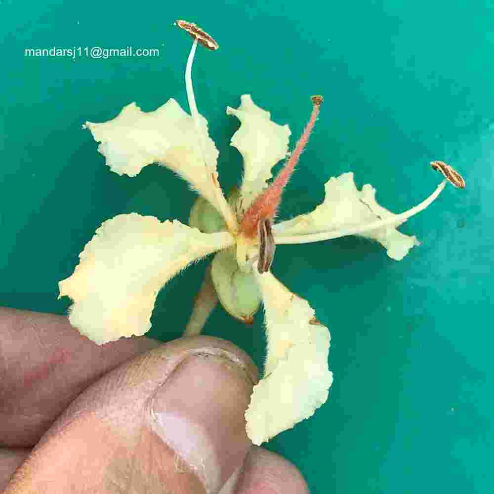 Phanera vahlii