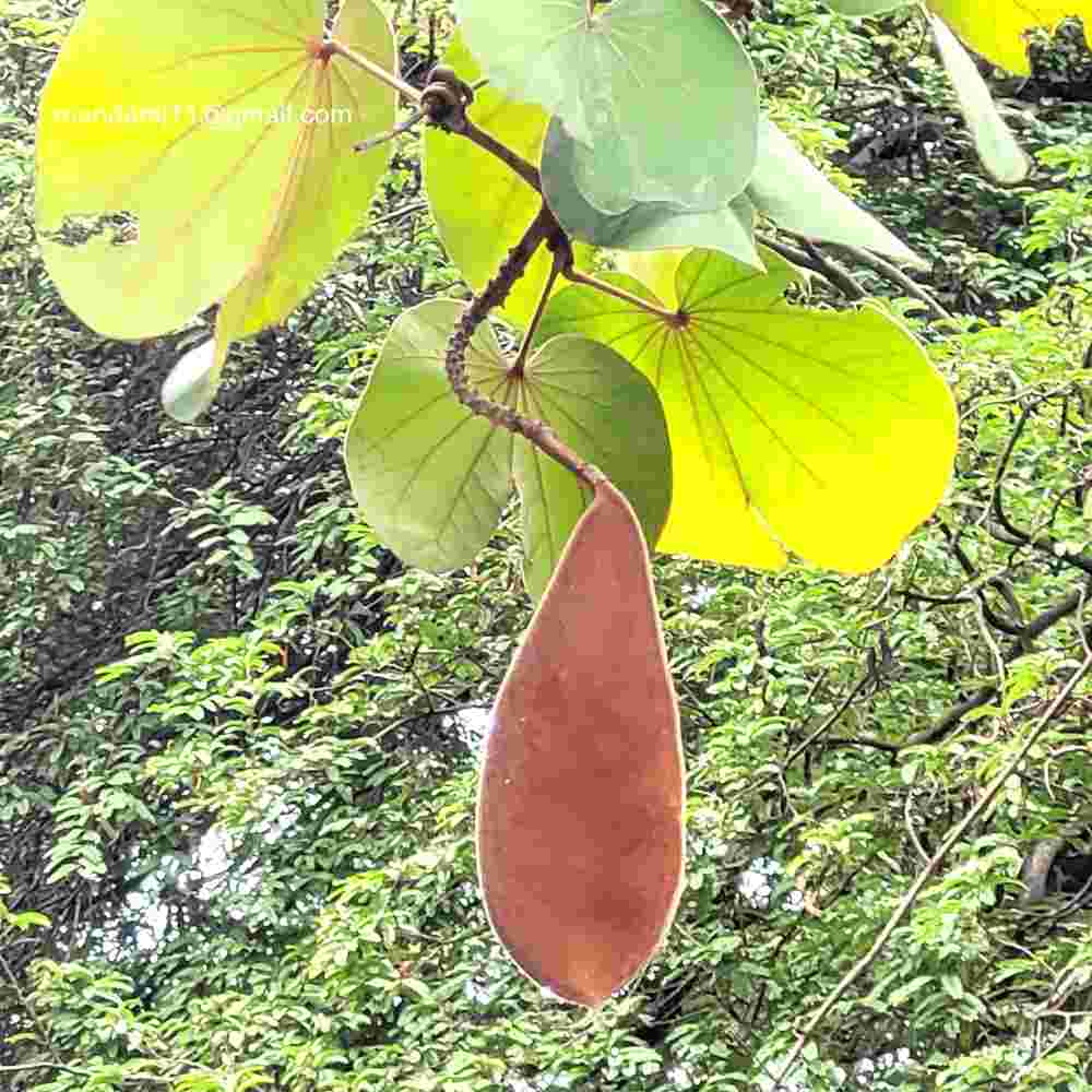 Phanera vahlii