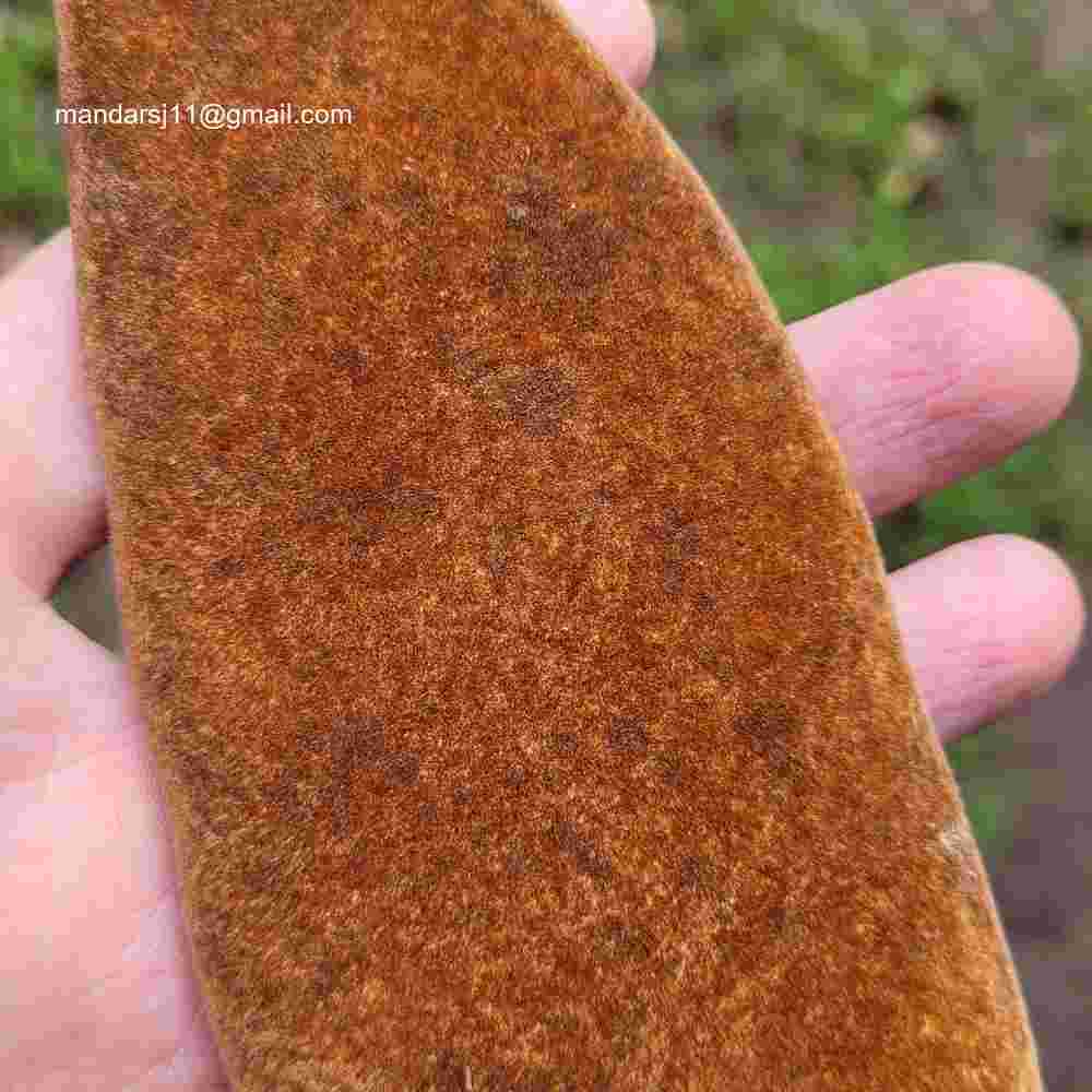 Phanera vahlii