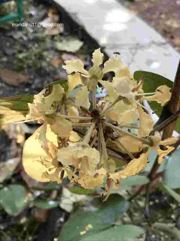 Phanera vahlii