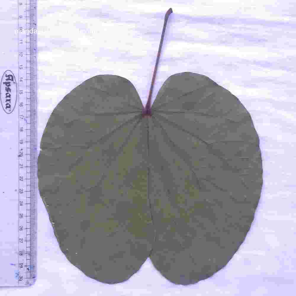 Phanera vahlii