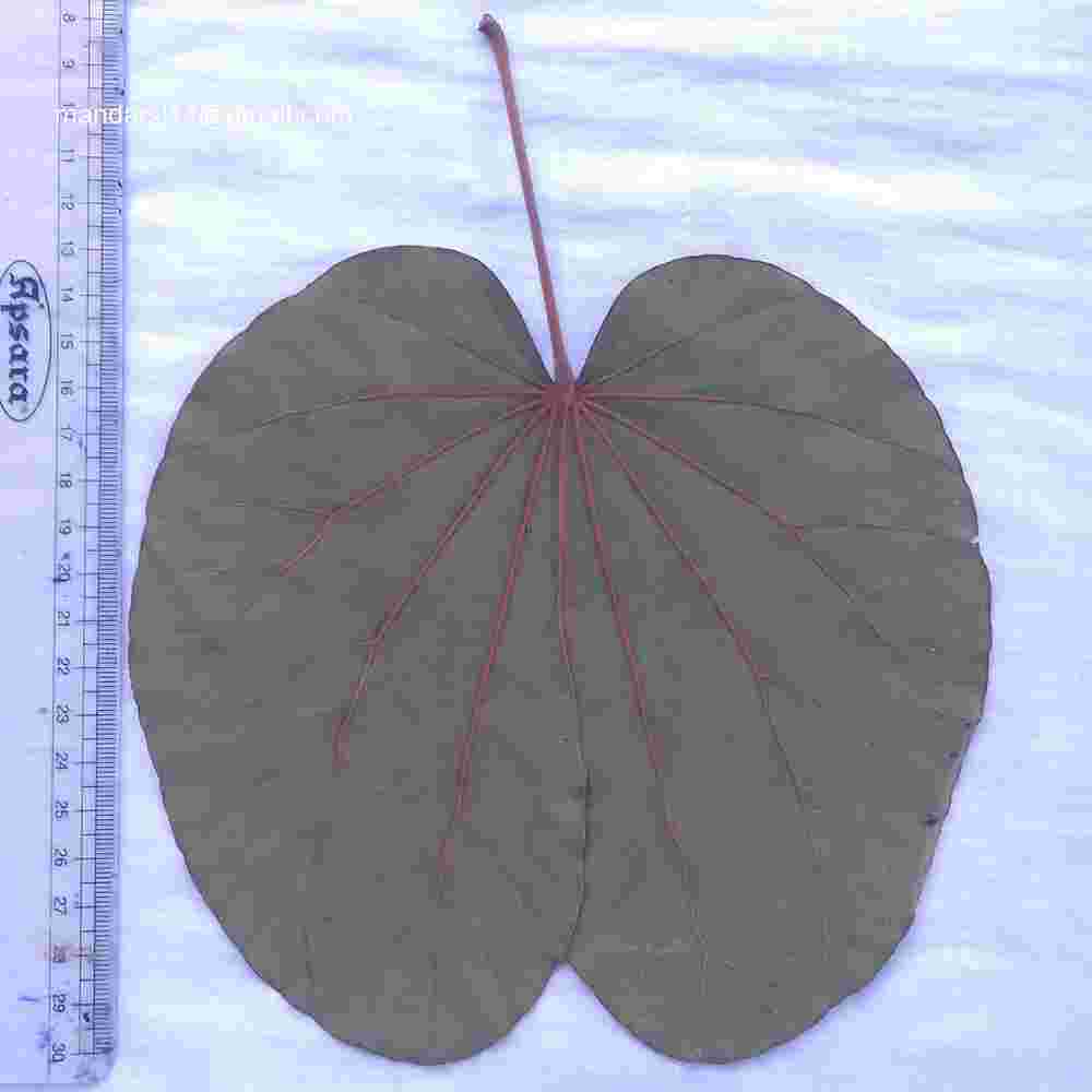 Phanera vahlii