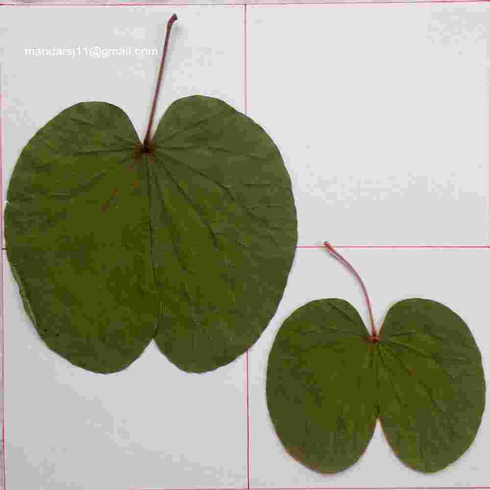 Phanera vahlii