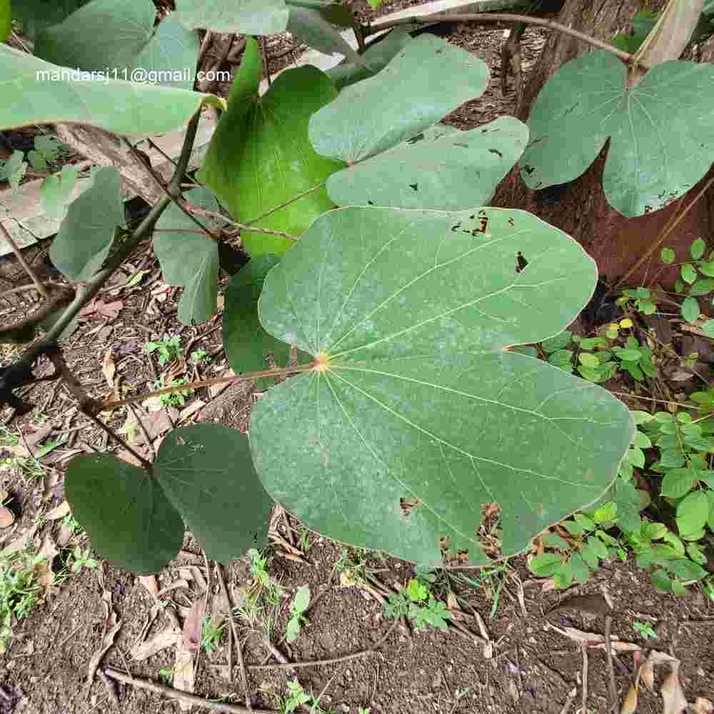Phanera vahlii