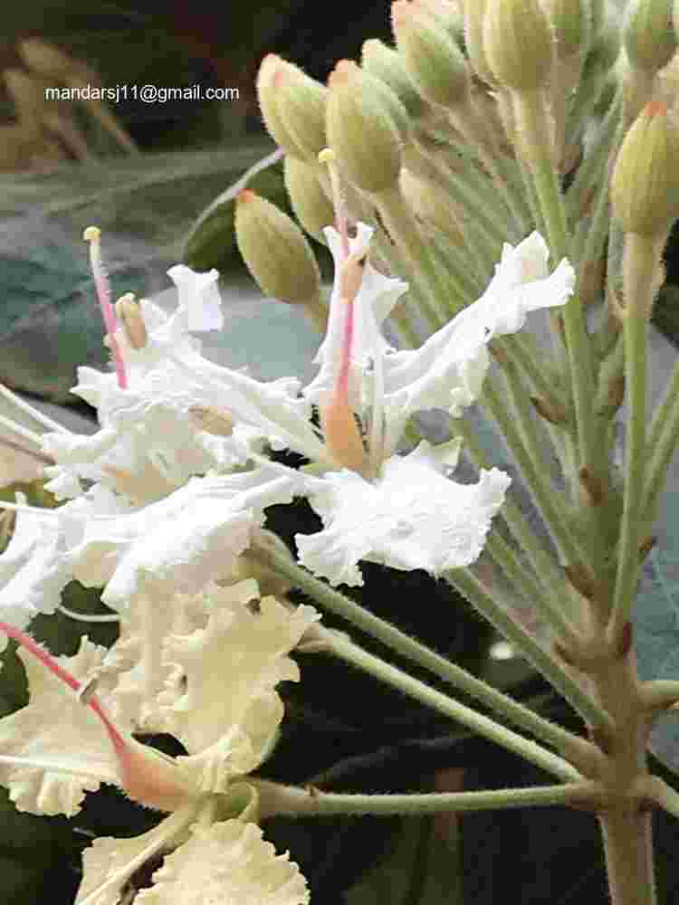 Phanera vahlii