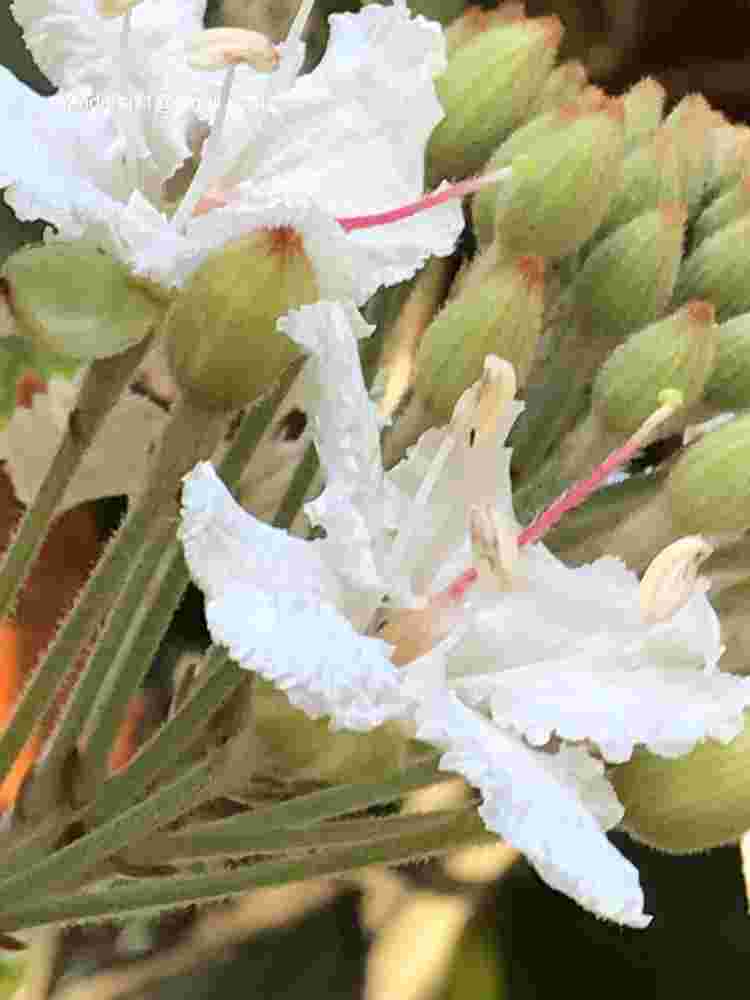 Phanera vahlii